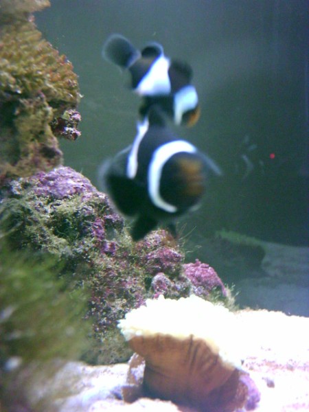 My first 2 fish where these 2.