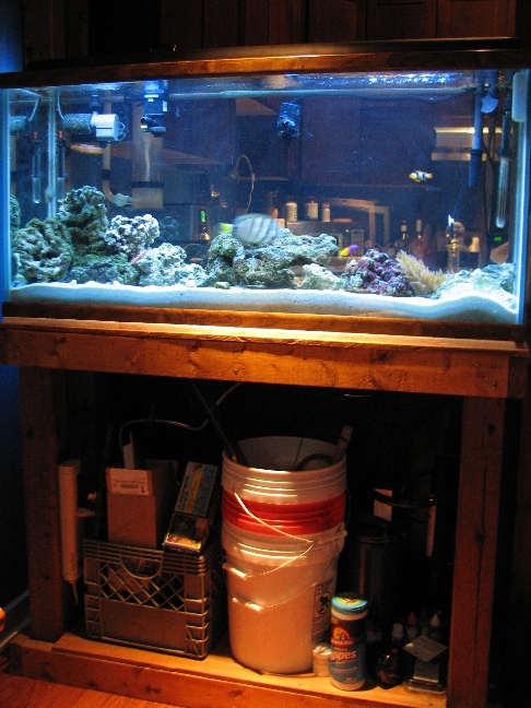 My 55GAL when I first set it up.  Have new lights and livestock have changed.  Porcupine Puffer,...