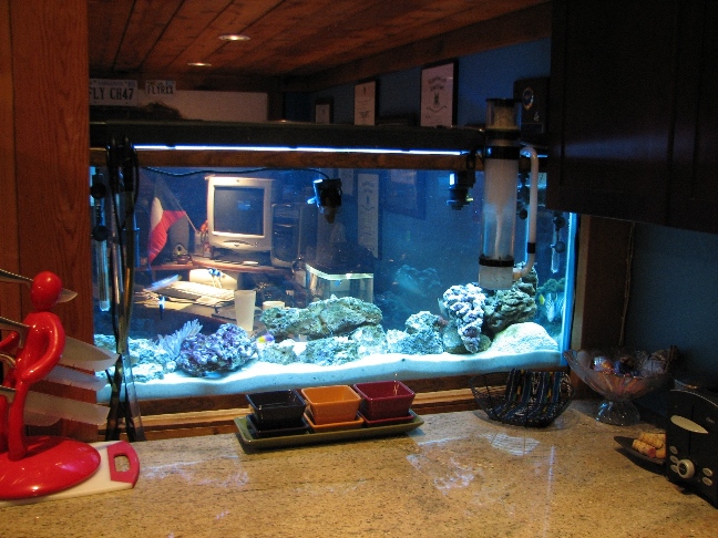 My 55GAL when I first set it up.  Have new lights and livestock have changed.  Porcupine Puffer,...