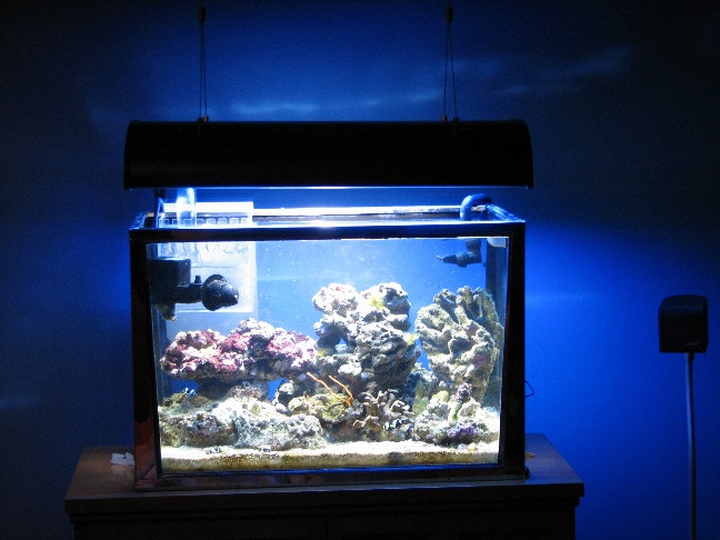 My 20 GAL Reef.  I have several small frags of Zoo&#039;s, Gorgs, Plate, Braireum, Cats Paw, Candy...
