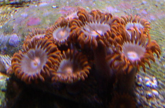 These things Grow like crazy.  They have a nice color too.