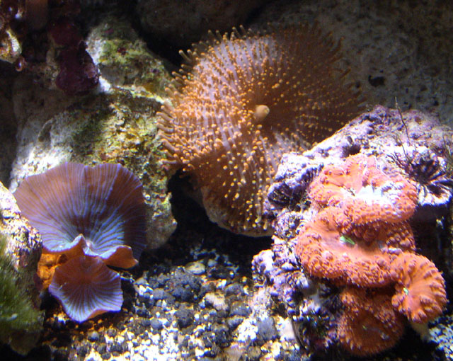 Pictures from my 29 Gallon Reef tank