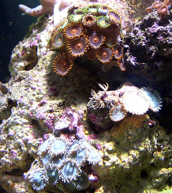 Those Blue Zoa&#039;s are growing fast.  I love those teal Paly&#039;s but they are growing very...