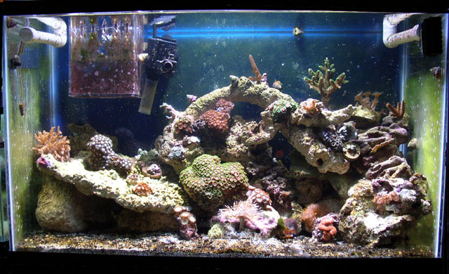 29 gallon full tank shot
