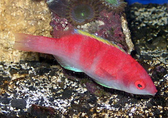 got him from Petco for a steal.  Paid less than half of what they normally go for. They had him...