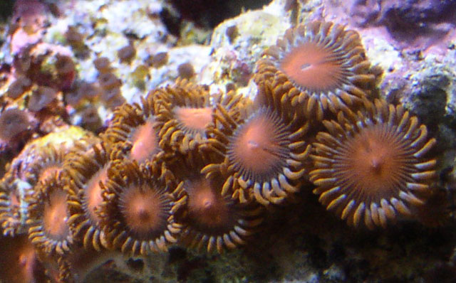 Great orange like neon under the actinics.