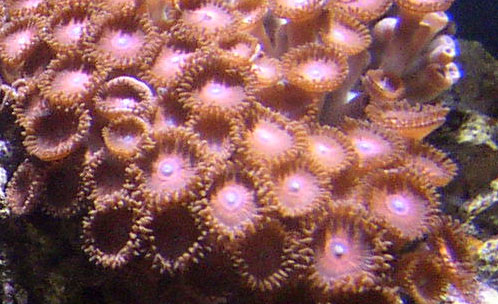 Pictures of these never do them justice.  They have a very neat color to them.