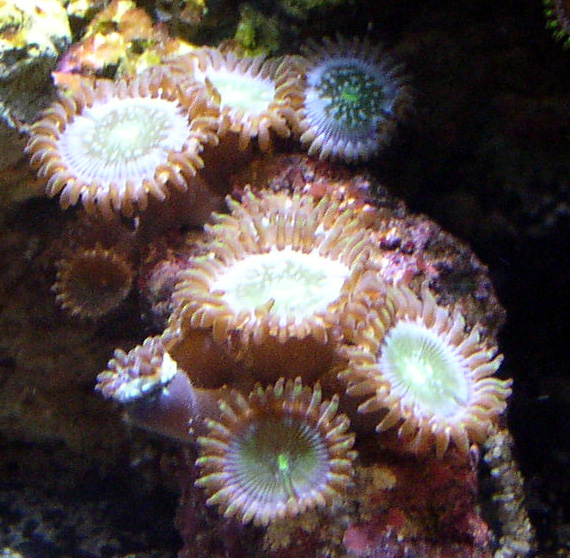 Large paly growing fast.  Like your normal brown with green except for the speckles  I haven&#039;t...