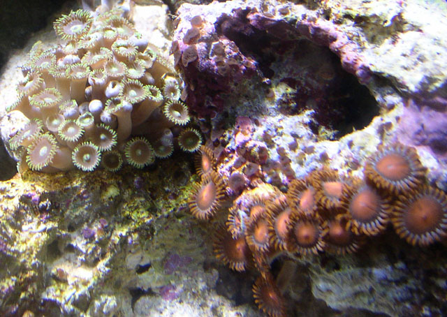 Love the purple green&#039;s like baby PPE&#039;s