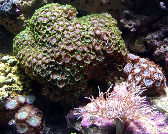 Love these guys the center piece of my tank.  They are brighter now than in this picture.  They are...