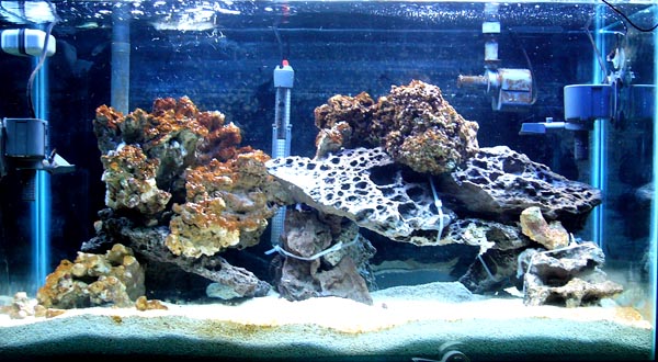 Shots of my tank