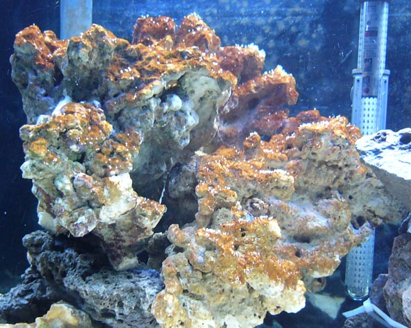 Shots of my tank