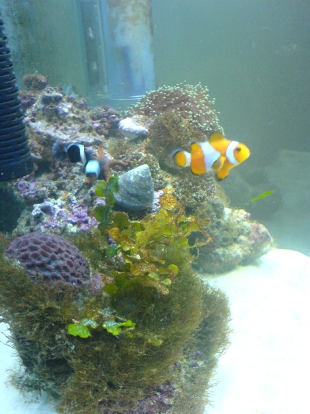 New Clownfish i got yesterday.