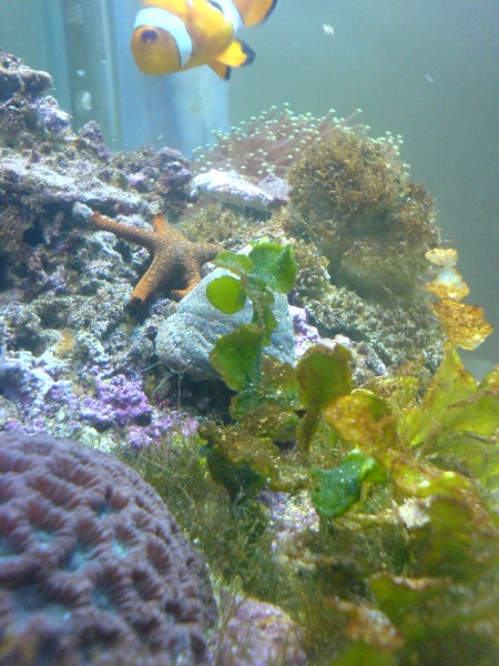 New Starfish i got yesterday aswell.