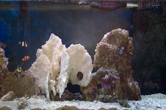 A final shot of the tank in 2006