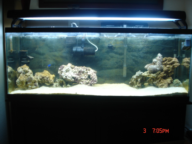 tank is slowly coming along now at about 30-40 lbs of live rock