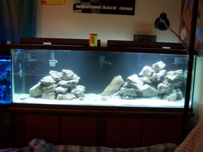 the tank has been runing for a week but im still playing with rock.