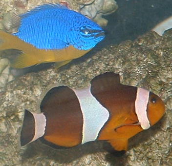 Ive never seen a rusty color clown.  Im not sure if it is rare, but its cool to me.