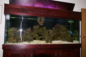 quick snapshots of the office tank and some of the boys.