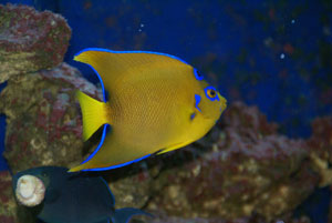 Queen, Niger and Sailfin from the 90