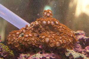 Updated pictures of the 300<br />
<br />
These started as the small frag glued to the top of the...
