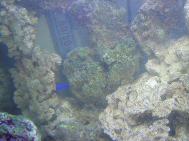 the start of our new tank