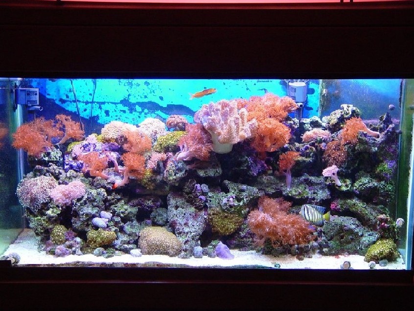 My Reef it&#039;s been st up at this house for a year and a half