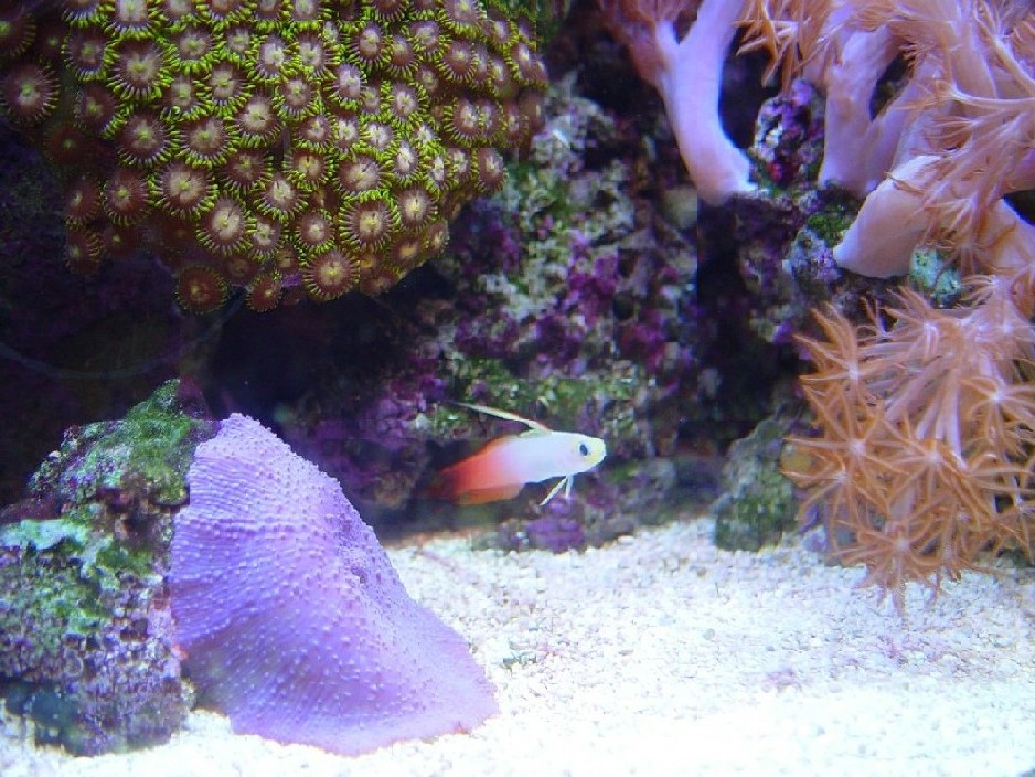 Close up of fire fish with prurple mushroom and xenia