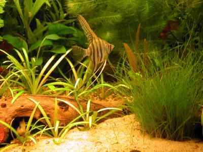 Angel-fish