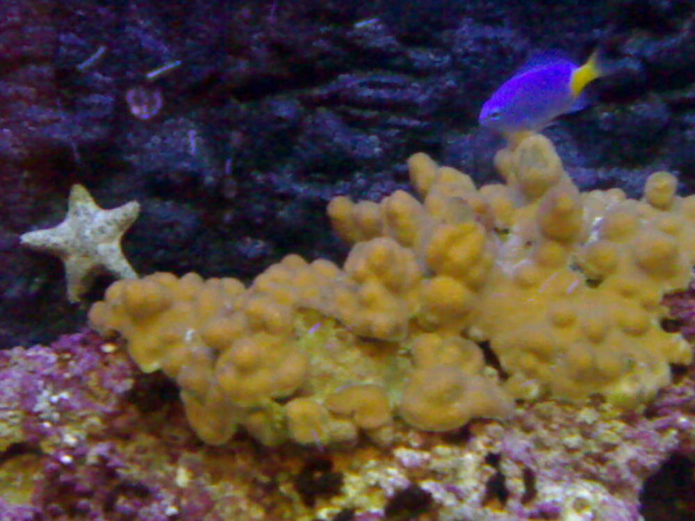 my reef tank