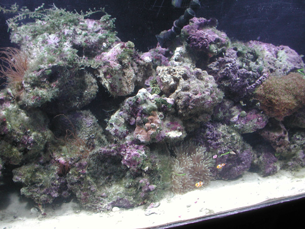 water change