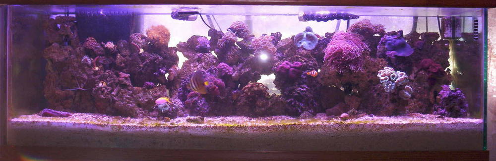 This is my 100 gal reef after being set up in Oct. Pic was taken on Dec 10th
