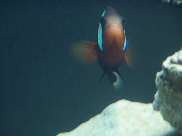 this girl is almost black in color, really cool.