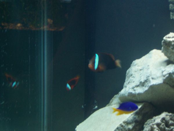 the female is around 4 inches, and the male is around 2 inches.  The male is still inmature in this...