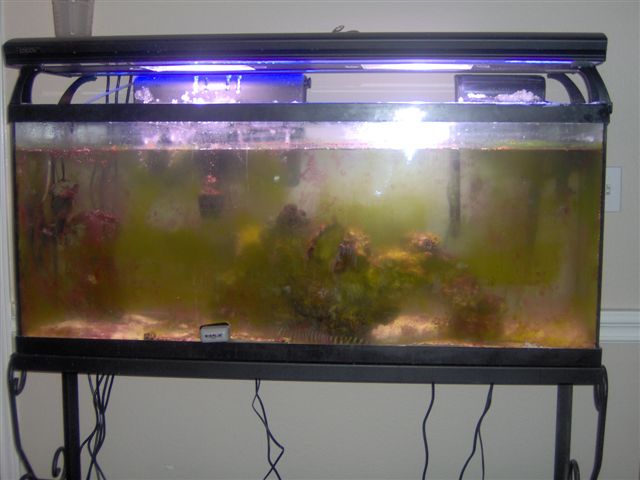 this is my tank.. red slime algae has taken over.. i have been trying to treat it for two months!!...