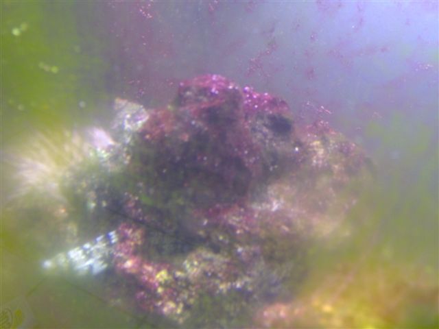 top of 20lbs rock.. also covered in red slime.. green hair algae all over glass
