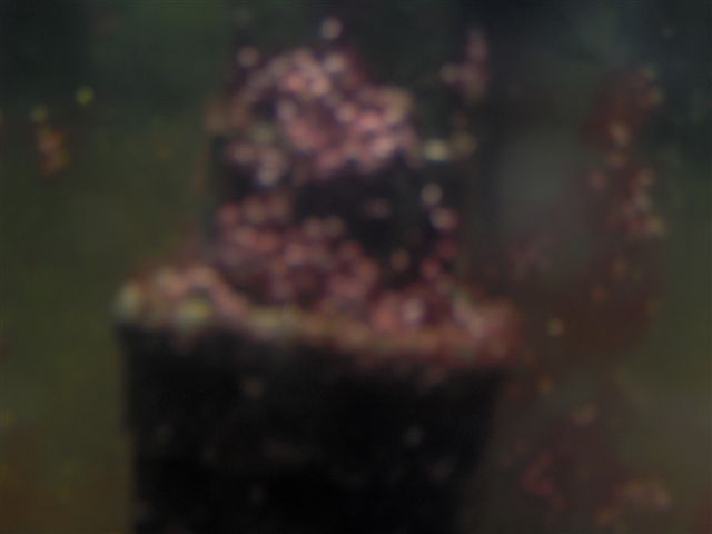 red slime on filter?!!!!
