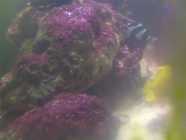 red slime on rocks