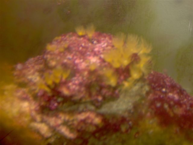 red slime on polyps rock...pleas help me.. please tell me how to get rid of all this.. i dont think...