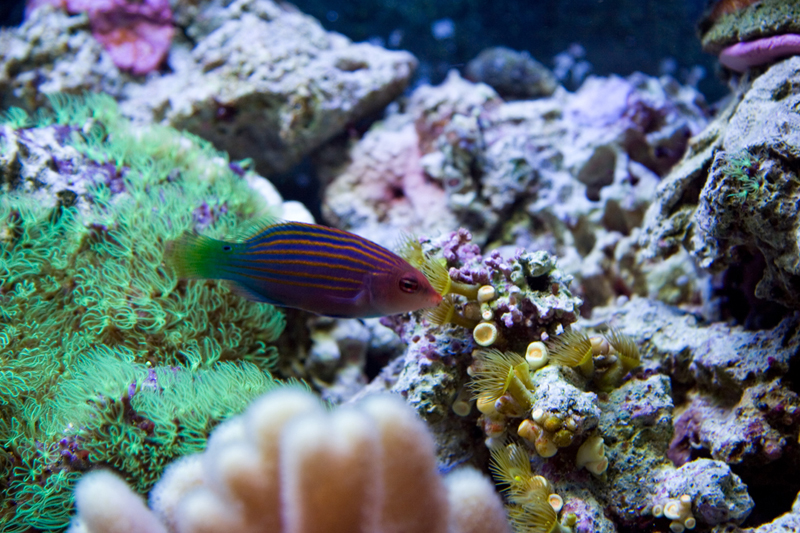 finally got a shot of this fast little fish