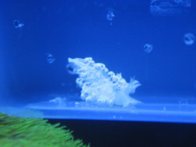 Nudibranch killer!