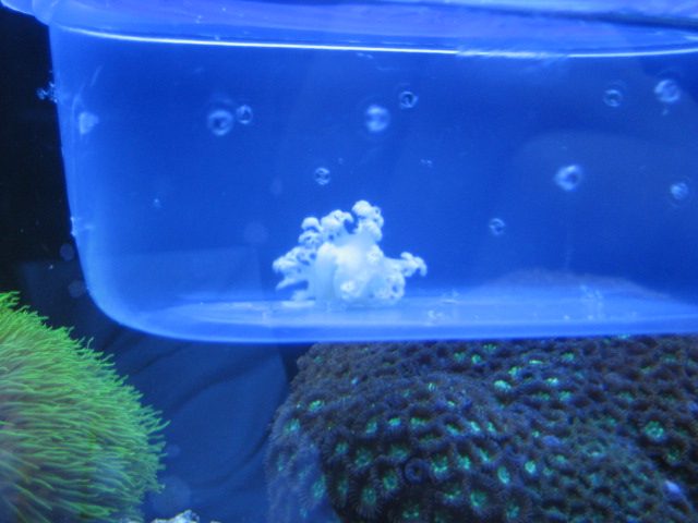 Nudibranch killer!