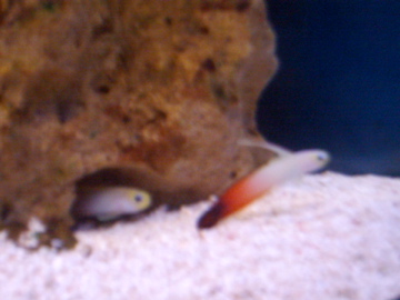 These were my firefish, Sadly the one in the rock would never eat, it didnt last long, once it died...