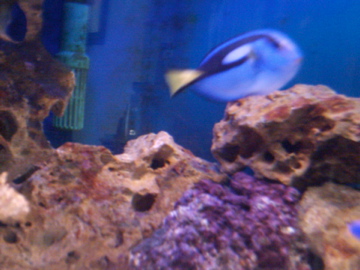 This fish was spectacular a real show piece in tank, had it for about 18 months, stupidly when i...