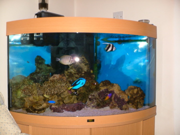 This was my first marine aquarium, it was great but took up a lot of room in my old house.  I had a...