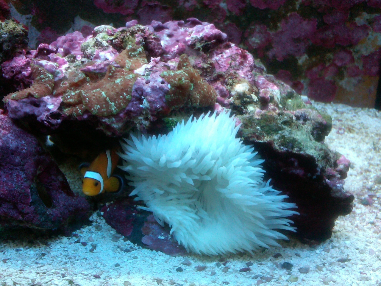 12 g nano 10/2010