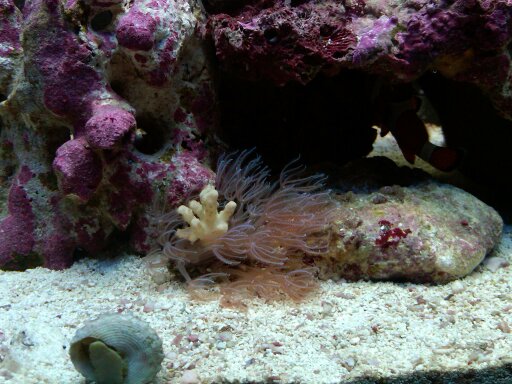12 g nano 04/2010