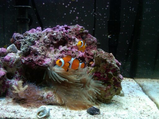 12 g nano 04/2010