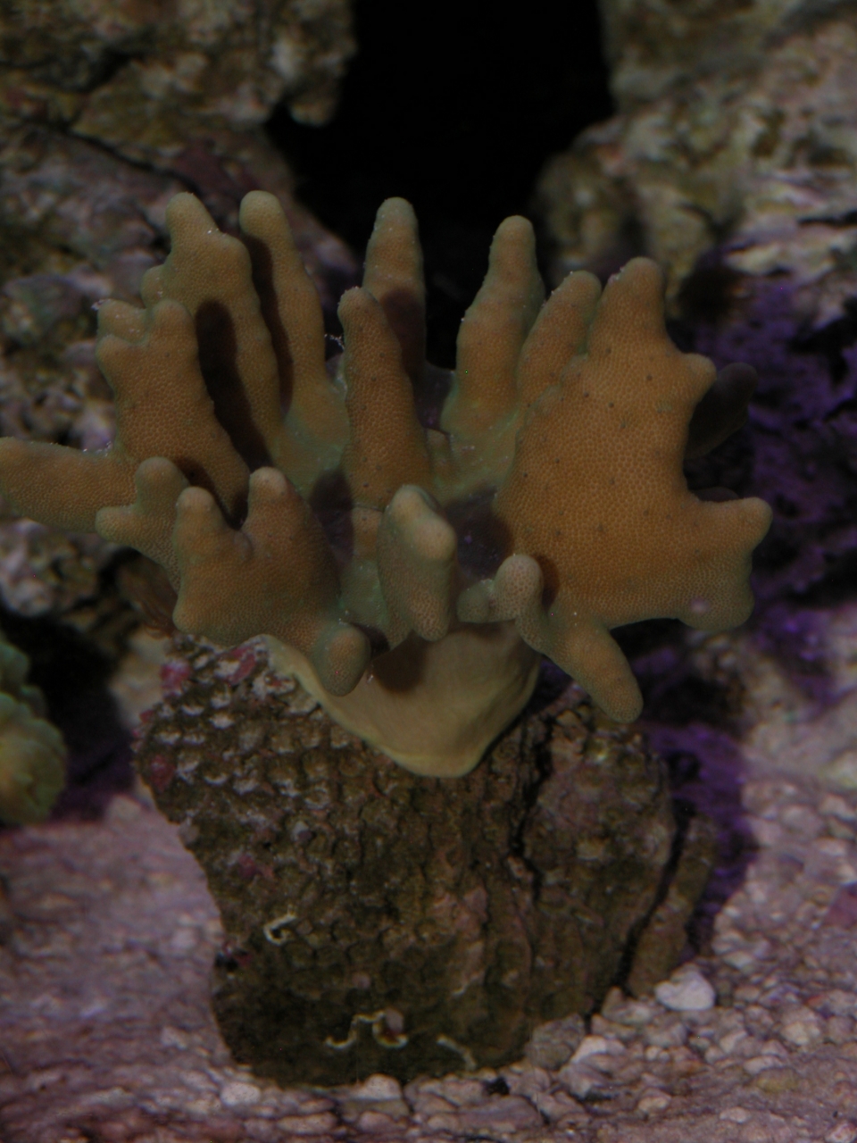 Devil&#039;s Hand Leather Coral   (Lobophytum sp.)