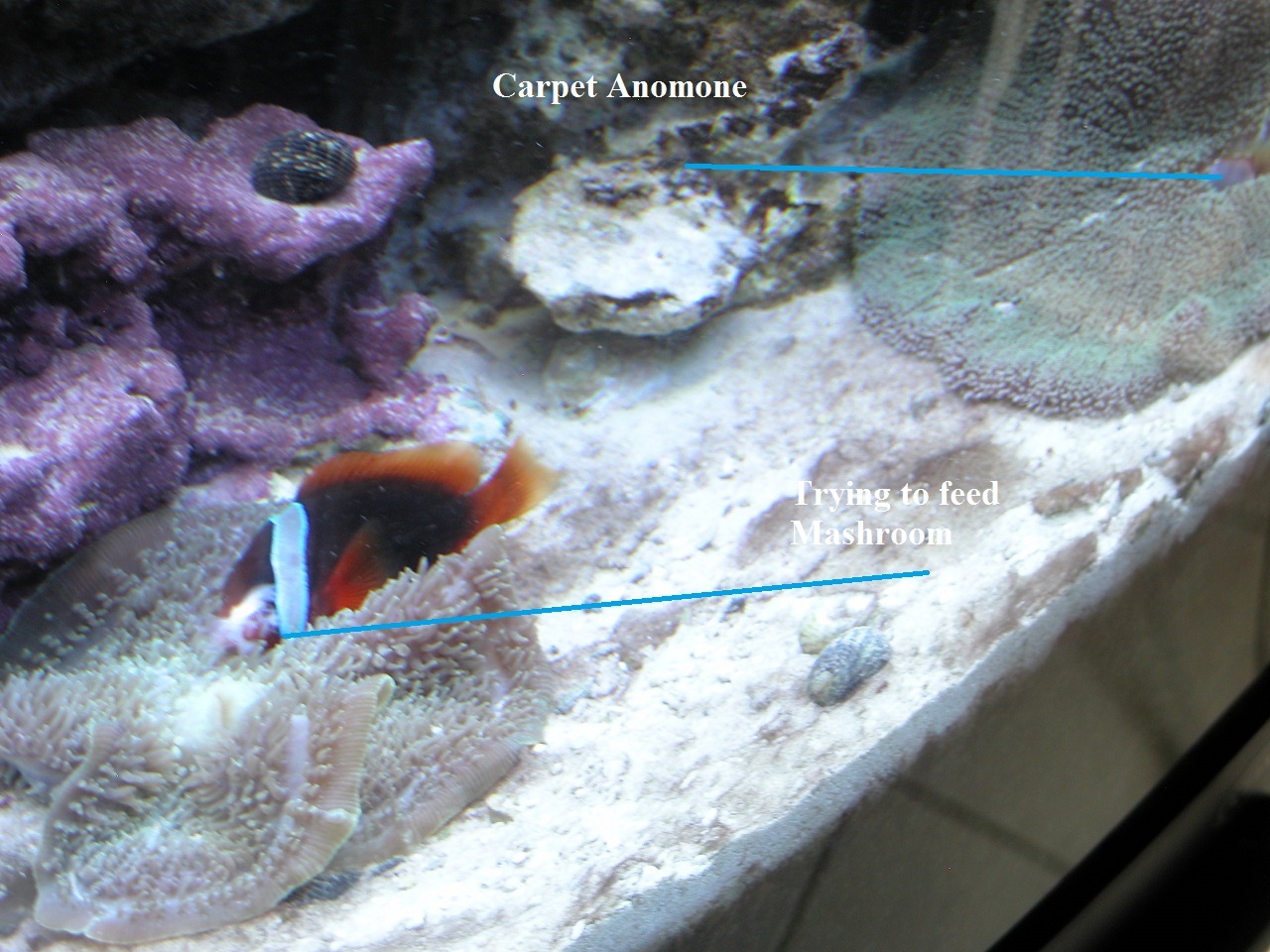 feeding wrong coral